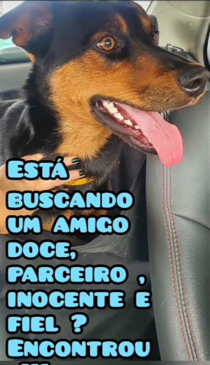 BRUCE  para adoção | foto 3