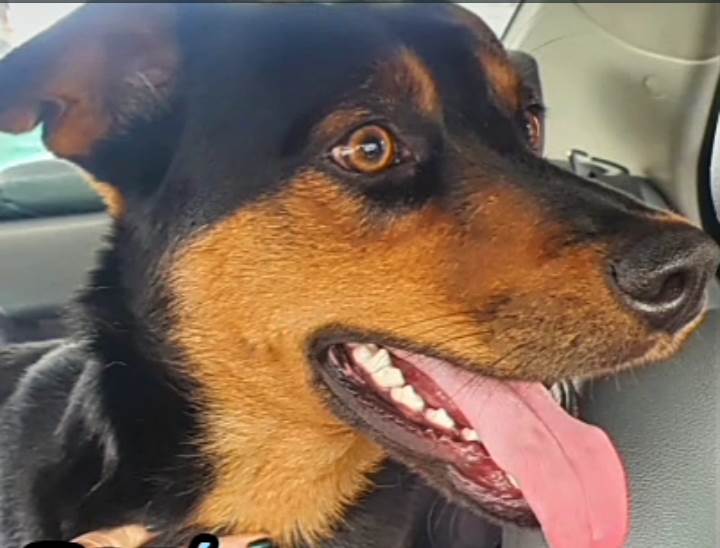 BRUCE  para adoção | foto 5