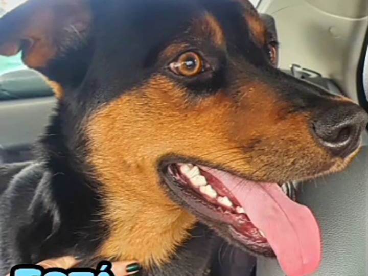 BRUCE  para adoção | foto 6
