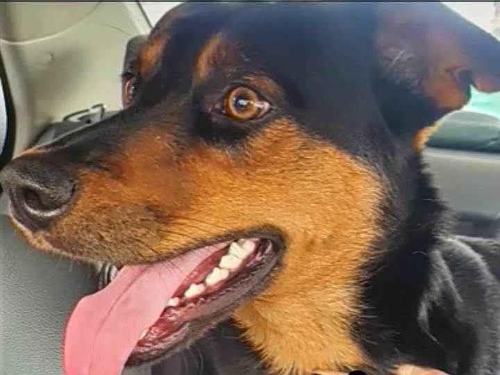 BRUCE  para adoção | foto 1