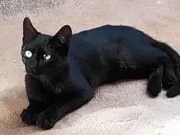 Gato SRD-ViraLata Pequeno 2-a-6-meses