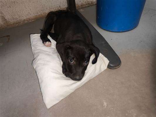 Cachorro cão para adoção Fêmea Médio  2 a 6 meses 