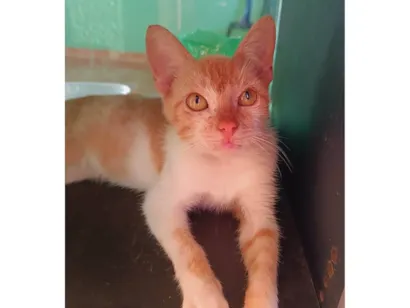 Gato SRD-ViraLata Medio 2-a-6-meses
