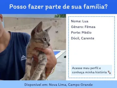 Gato SRD-ViraLata Medio Abaixo-de-2-meses