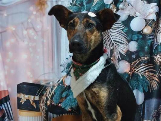 Cachorro cão para adoção Macho Médio  3 anos 