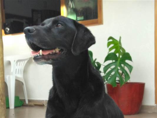 Cao Procura-Perdido Macho Grande 6 anos Acima 