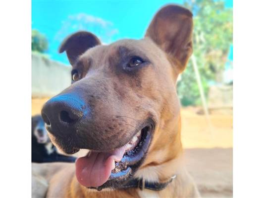 Cachorro cão para adoção Macho Médio  1 ano 