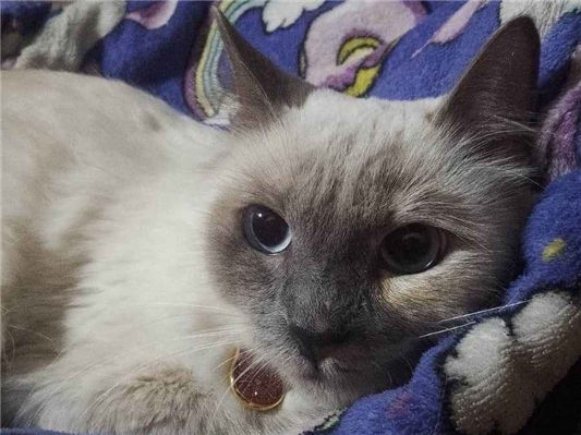 Gato Procura-Perdido Fêmea Médio 1 ano 