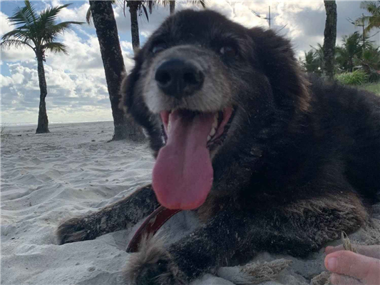 Cachorro cão para adoção Macho Médio  4 anos 