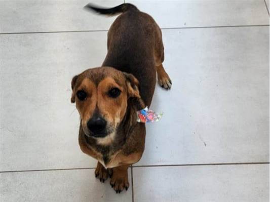 Cachorro cão para adoção Macho Médio  2 anos 