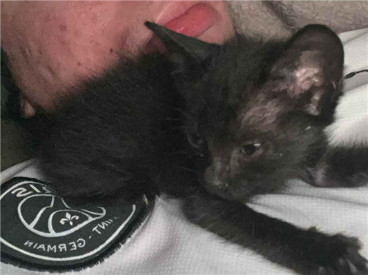 Gato para adoção Fêmea Pequeno Abaixo de 2 meses