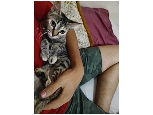 Gato para adoção Fêmea Pequeno 2 anos
