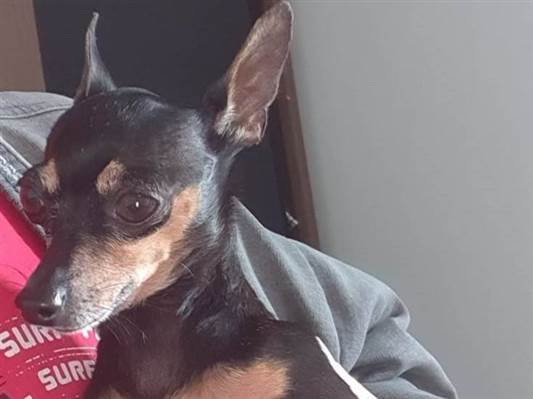 Cao - Fêmea Pequeno6 anos Acima