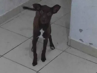 Cao SRD-ViraLata Medio 7-a-11-meses