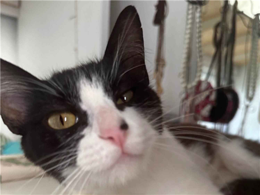 Gato para adoção Fêmea Pequeno 7 a 11 meses