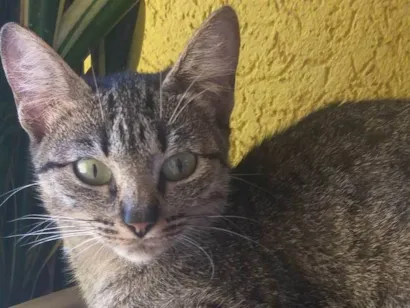 Gato SRD-ViraLata Pequeno 2-a-6-meses