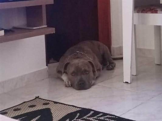 Cachorro cão para adoção Macho Médio  2 a 6 meses 