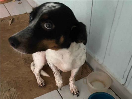 Cachorro cão para adoção Fêmea Médio  4 anos 
