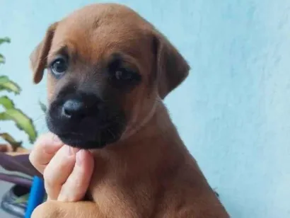 Cao SRD-ViraLata Medio Abaixo-de-2-meses