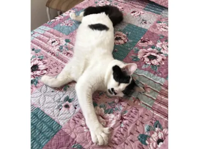 Gato SRD-ViraLata Medio 3-anos