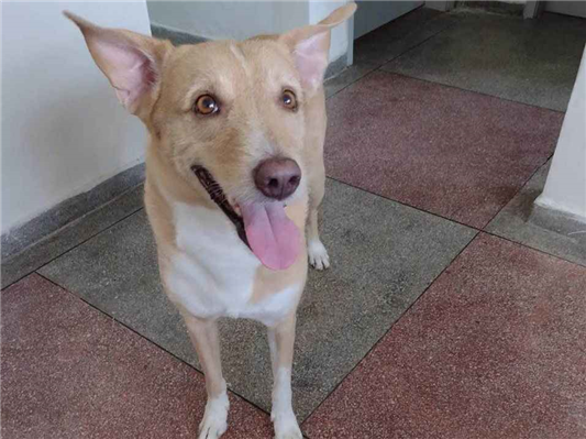 Cachorro cão para adoção Macho Grande 7 a 11 meses 