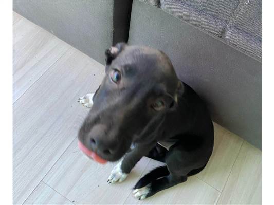 Cachorro cão para adoção Fêmea Pequeno 2 a 6 meses 