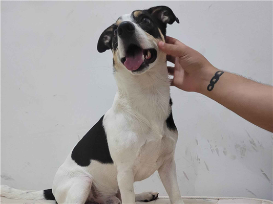 Cachorro cão para adoção Macho Médio  5 anos 