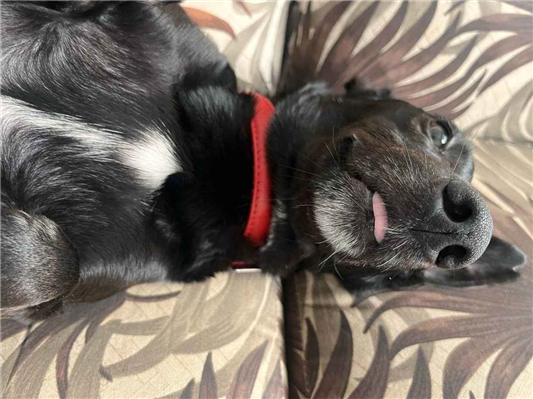 Cachorro cão para adoção Macho Médio  2 anos 