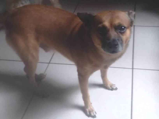 Cao Procura-Perdido Macho Médio 4 anos 