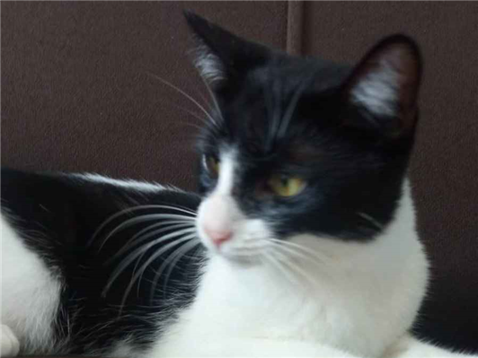 Gato para adoção Fêmea Pequeno 2 a 6 meses