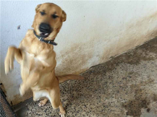 Cachorro cão para adoção Fêmea Grande 1 ano 
