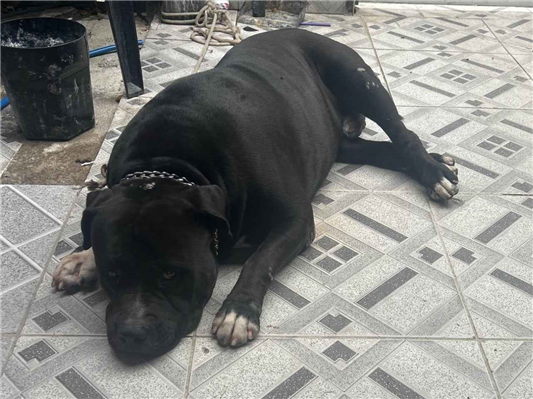 Cachorro cão para adoção Macho Grande 3 anos 