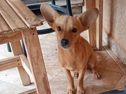 Cao SRD-ViraLata Pequeno 7-a-11-meses
