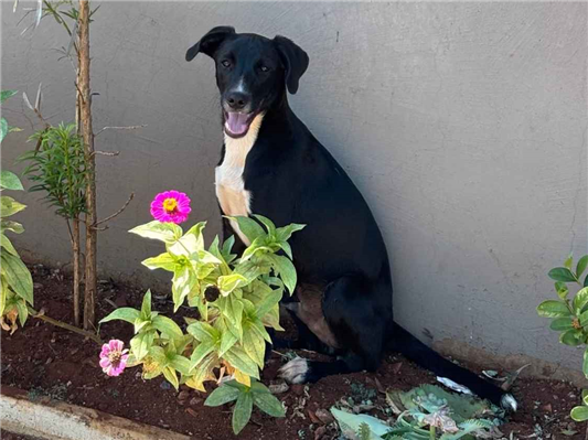 Cachorro cão para adoção Ambos Médio  2 a 6 meses 