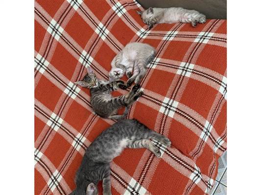 Gato para adoção Macho Pequeno 2 a 6 meses