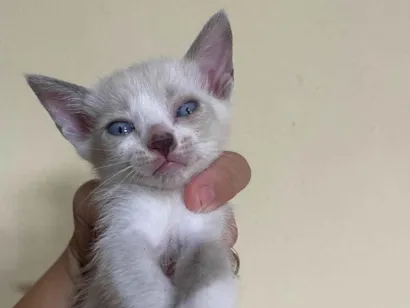 Gato SRD-ViraLata Pequeno Abaixo-de-2-meses