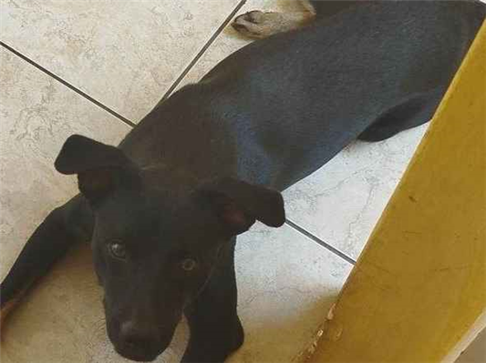Cachorro cão para adoção Macho Grande 1 ano 