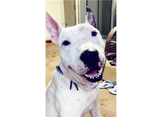 Cachorro cão para adoção Macho Médio  1 ano 
