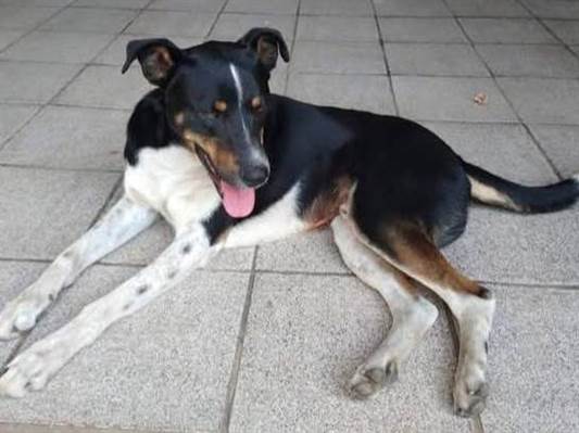 Cachorro cão para adoção Macho Médio  2 anos 