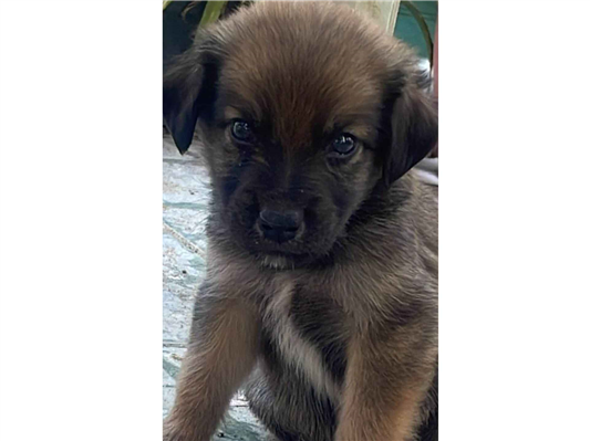 Cachorro cão para adoção Macho Médio  2 a 6 meses 
