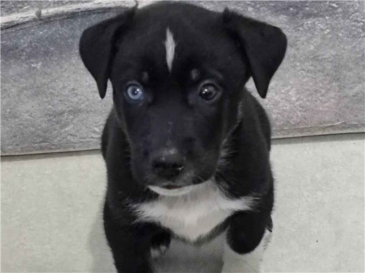 Cachorro cão para adoção Macho Médio  Abaixo de 2 meses 