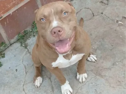 Cao Pit-Bull Medio 2-anos
