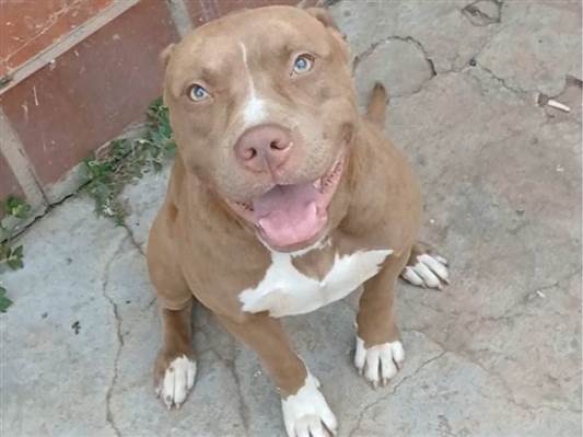 Cachorro cão para adoção Macho Médio  2 anos 