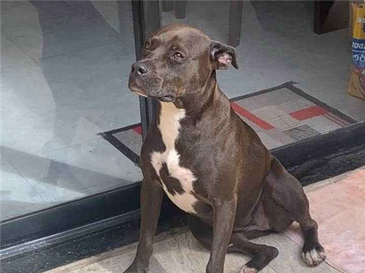 Cachorro cão para adoção Fêmea Médio  1 ano 