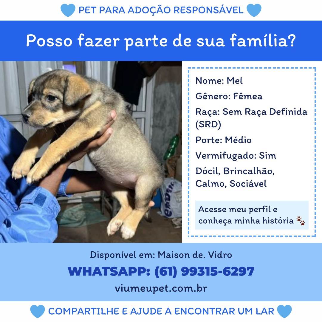 Mel  para adoção | foto 2