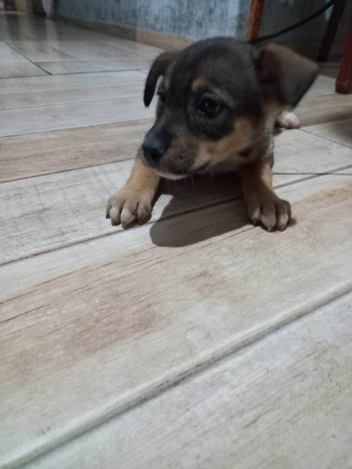 Mel  para adoção | foto 3