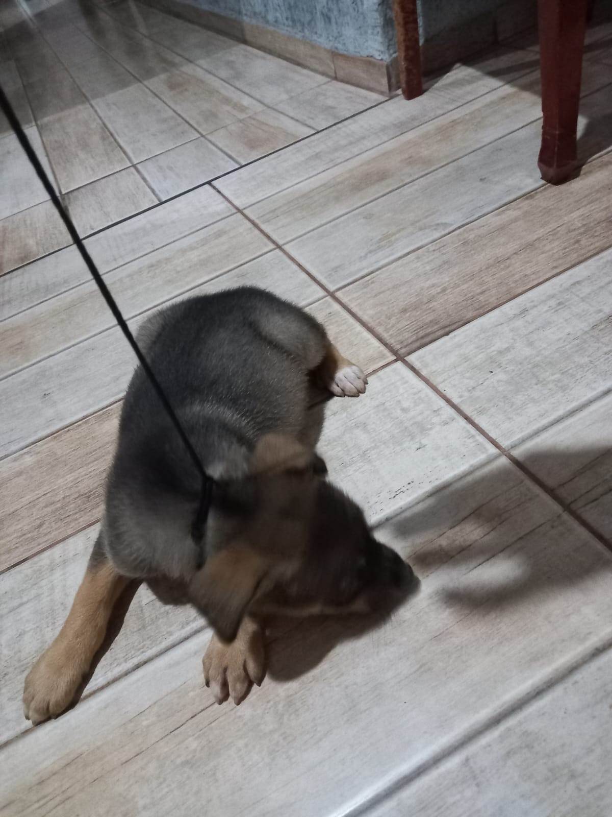 Mel  para adoção | foto 5