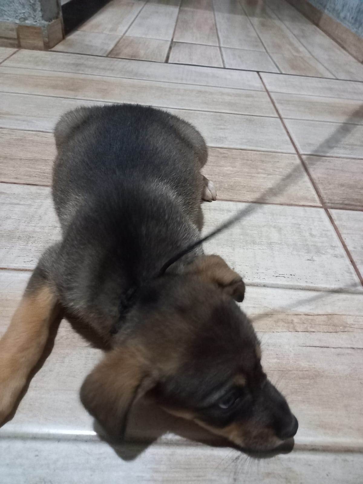 Mel  para adoção | foto 6