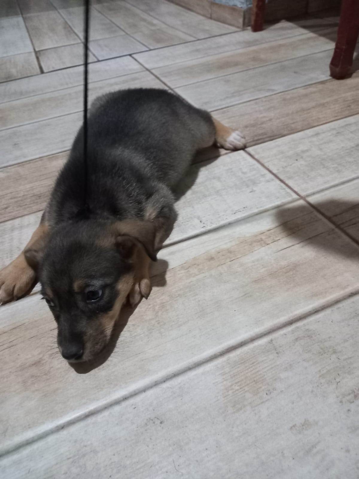 Mel  para adoção | foto 7