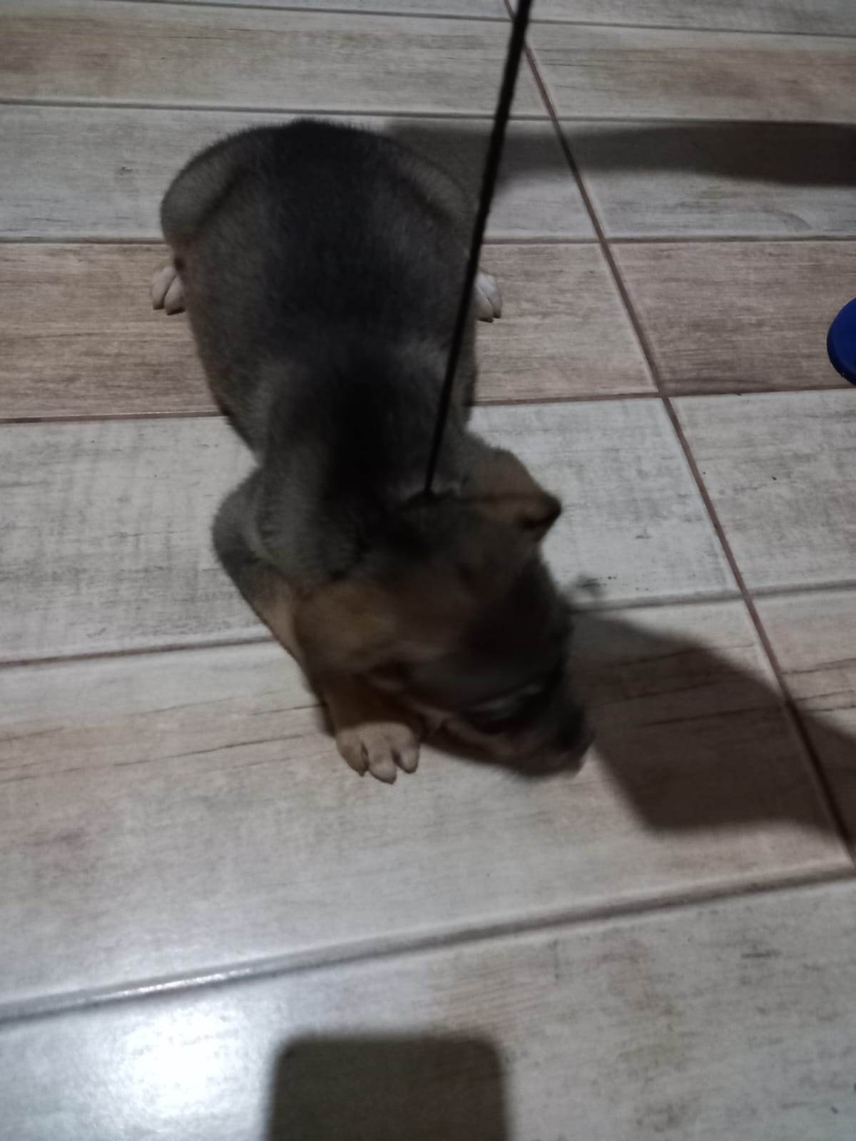 Mel  para adoção | foto 8